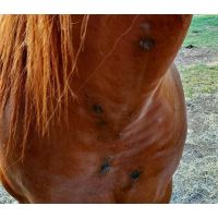 What are these growths on my horse's body?!