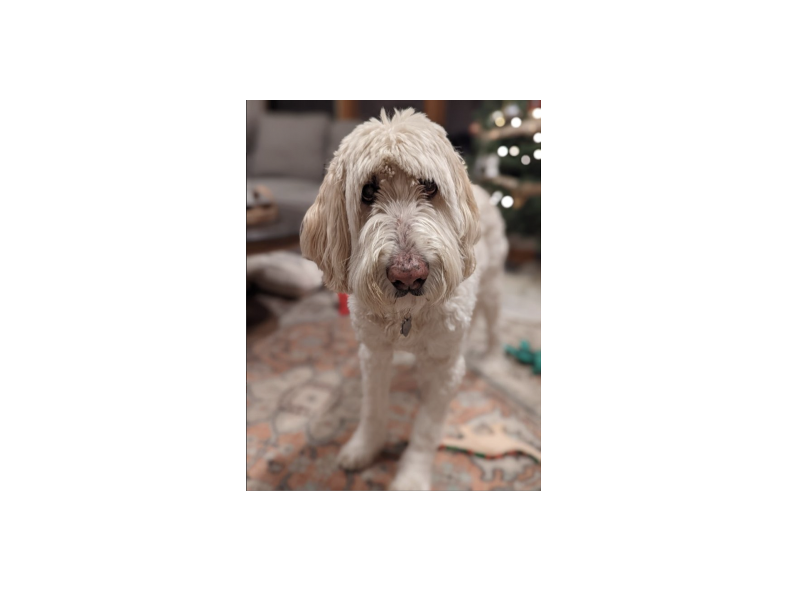 Mr. Gus, a bubbly, playful, sweet Goldendoodle...