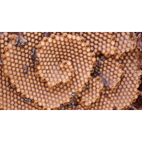 What is Bee Propolis?