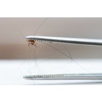 Flea bites and cat sensitivities