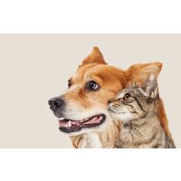 Can we reverse ageing in our pets with collagen?