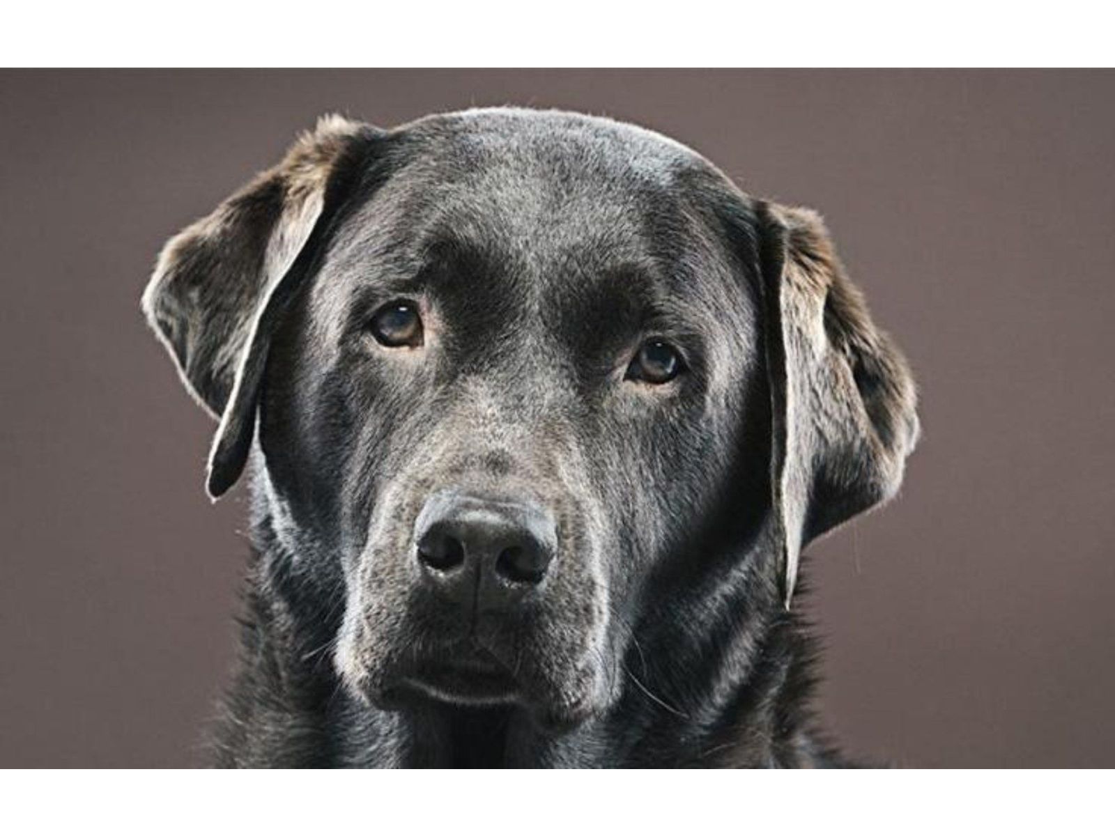WHAT IS CANINE MASTICATORY MUSCULAR MYOSITIS?