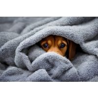 Helping dogs through storm season