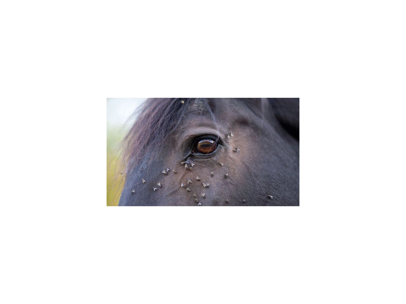 Flies, mosquitos, bugs, insects and horses!