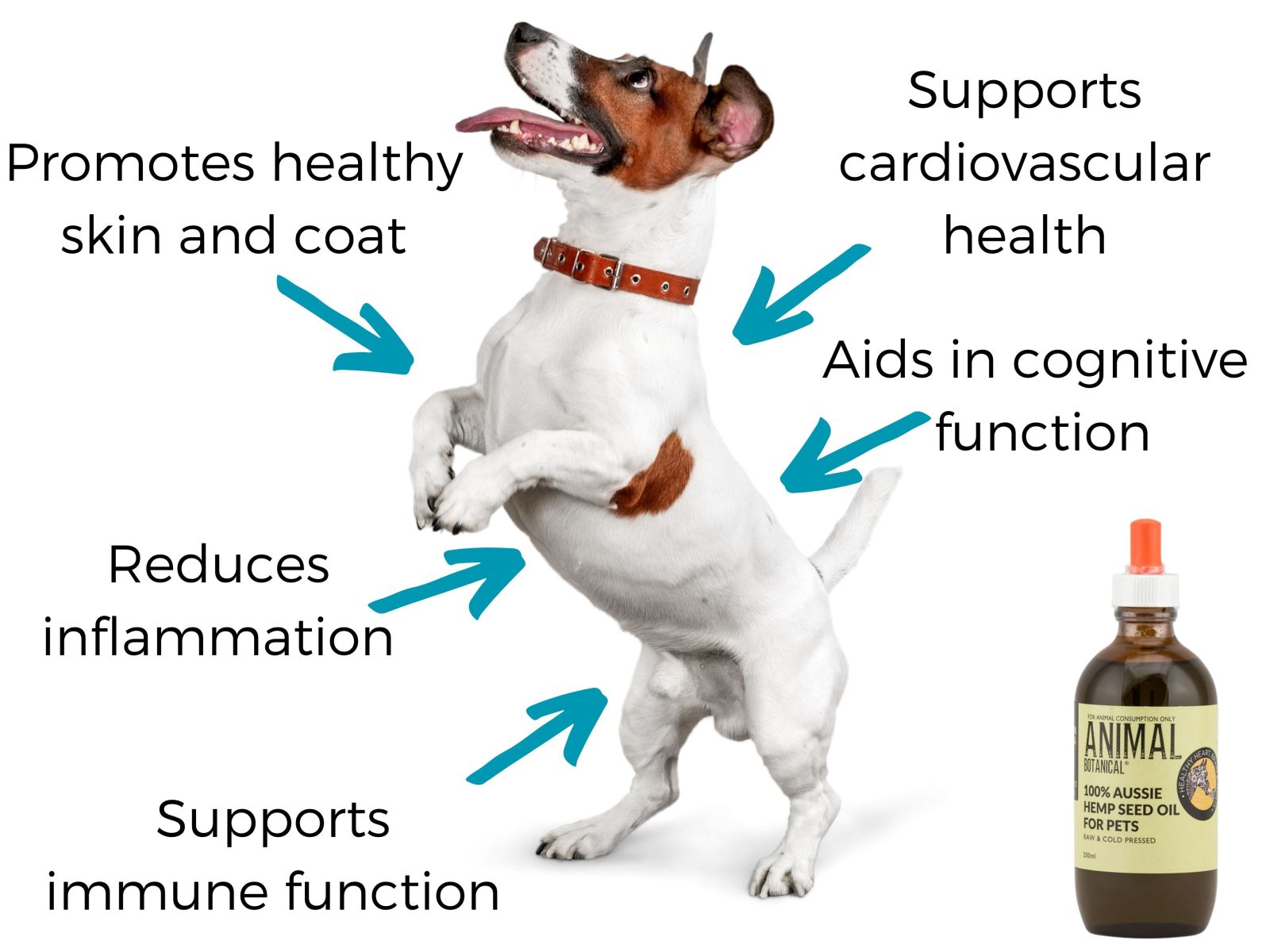 Five key benefits of hemp seed oil for your pet