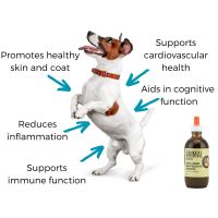 Five key benefits of hemp seed oil for your pet