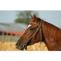 Hemp - planting the seed for good health