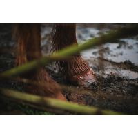 Don't let your horse be  stuck in the mud when it comes to rain