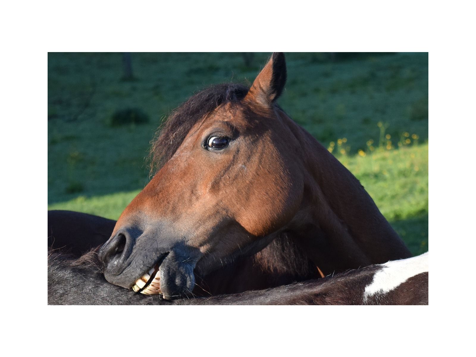 The buzz on mosquitos and horses