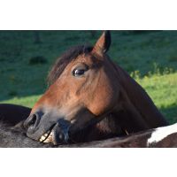 The buzz on mosquitos and horses 