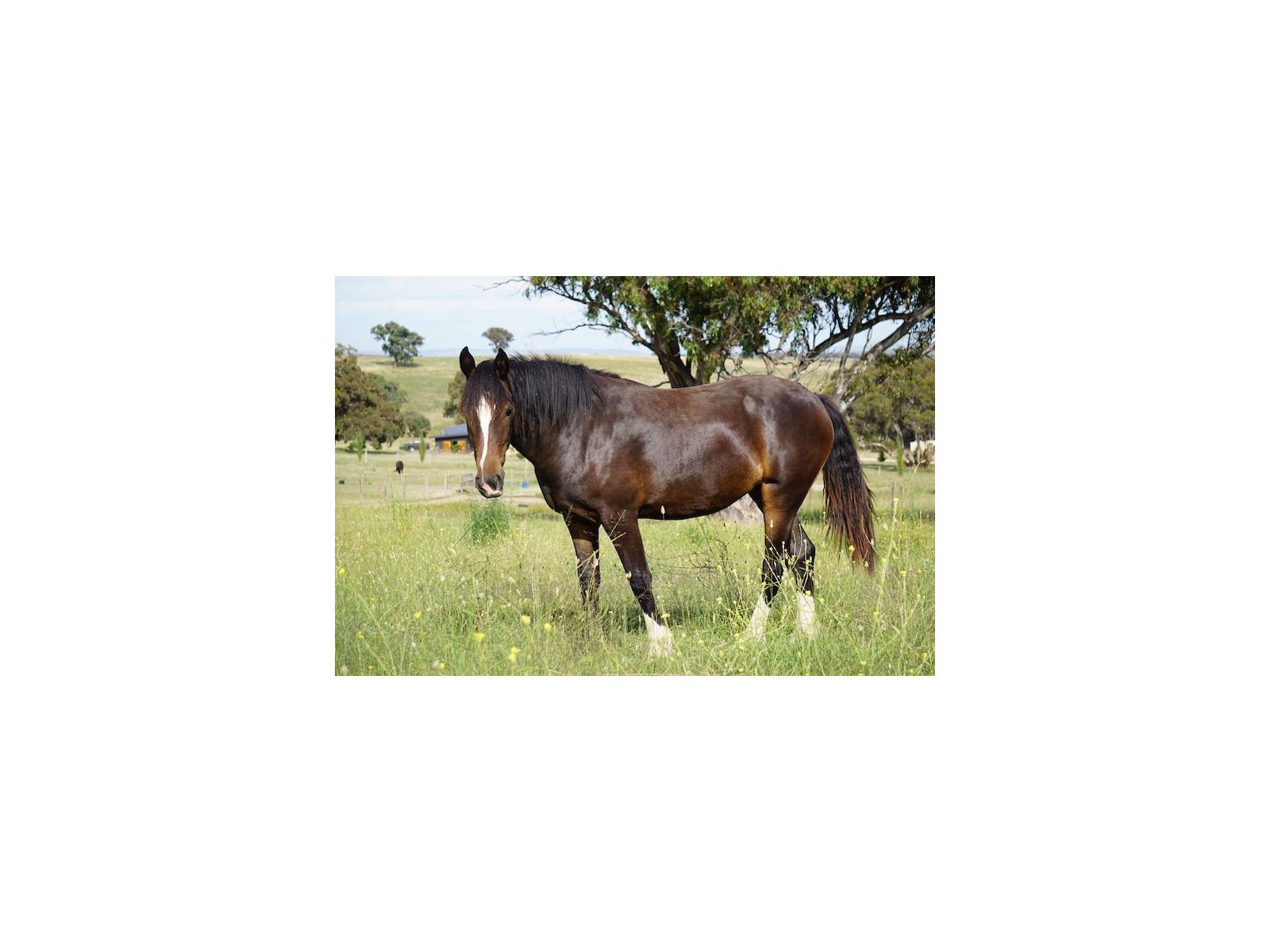 Supporting equine gut health and parasite management naturally