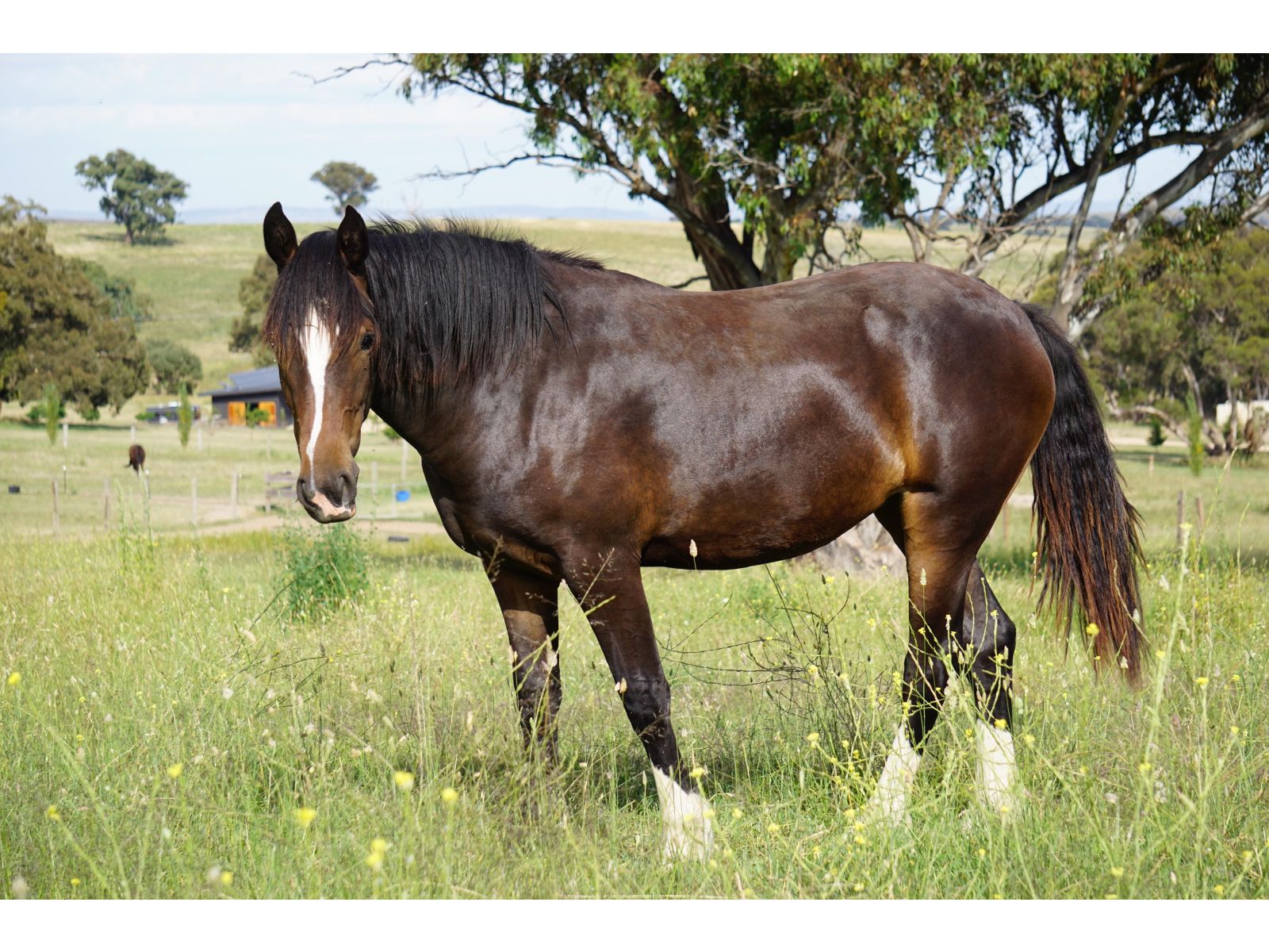 Managing your horse's worms