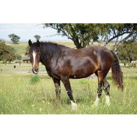 Supporting equine gut health and parasite management naturally