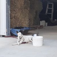 The Relax Formula: How It Helped My Hyperactive Koolie Dog and Eased the Stress of Moving