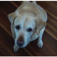 A Remarkable Transformation with Fatty Tumour Product