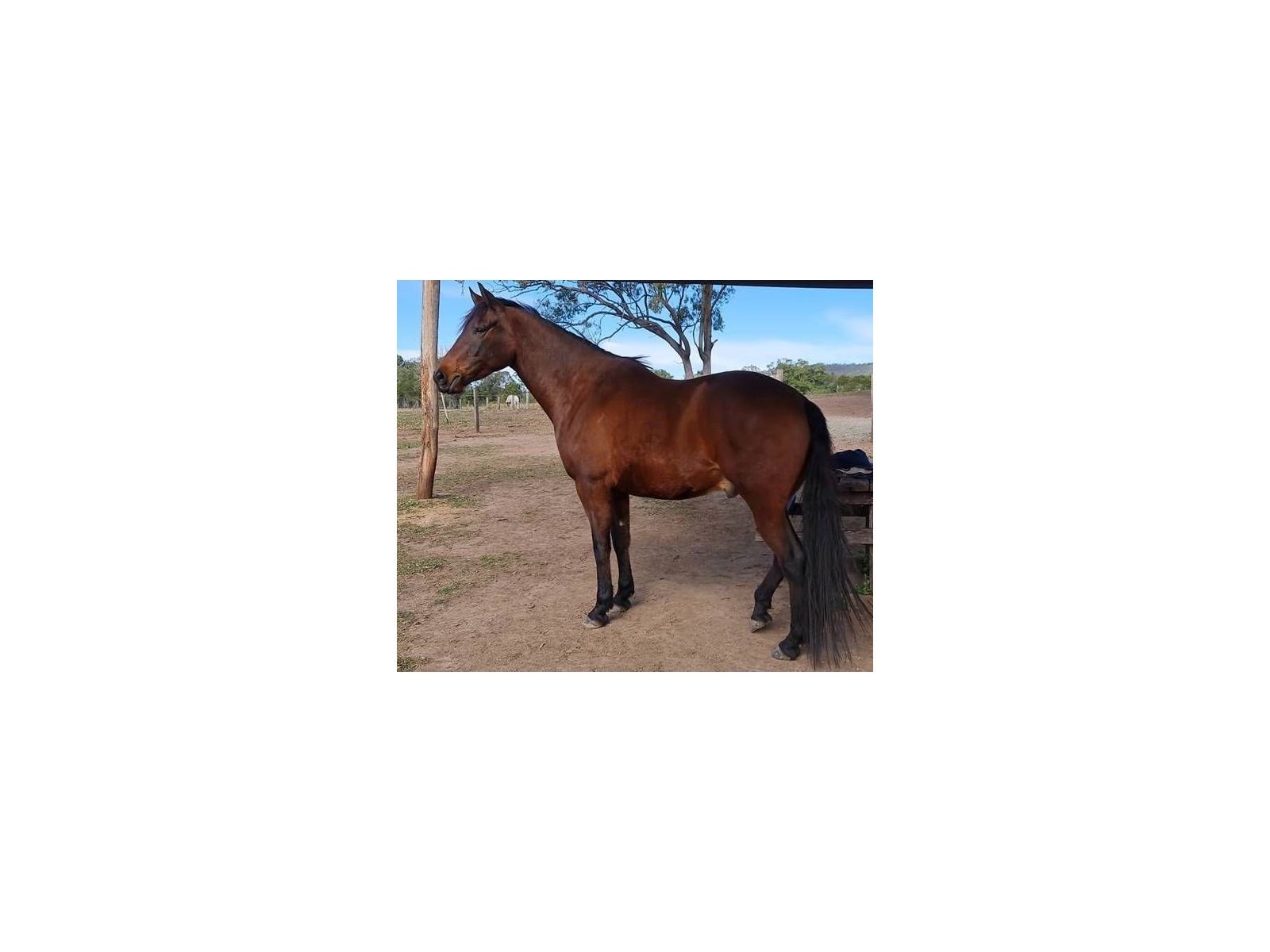 Spanish gelding, Armani, is a completely different horse!