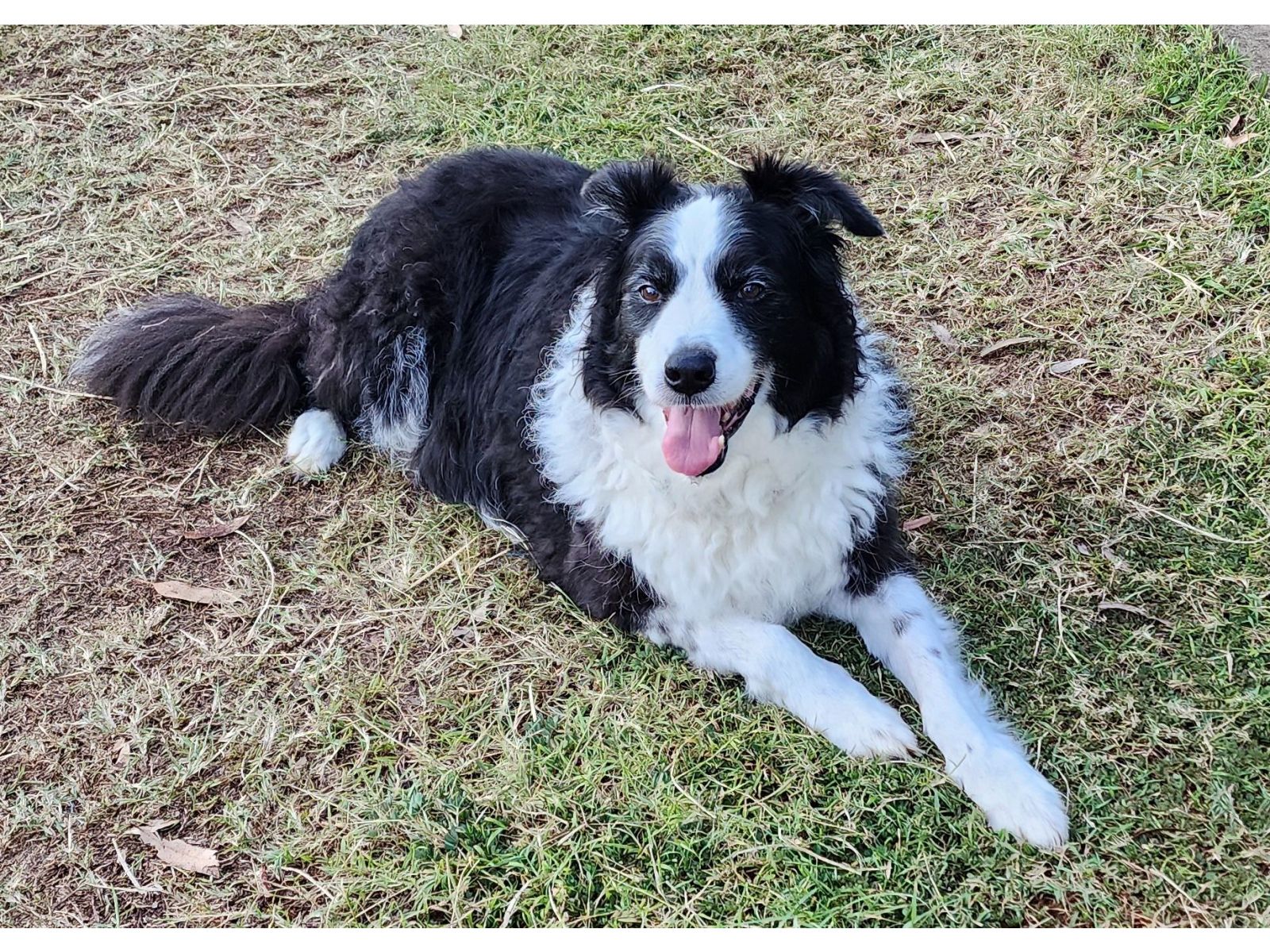 Turned our 10 year old border collie back into a young buck