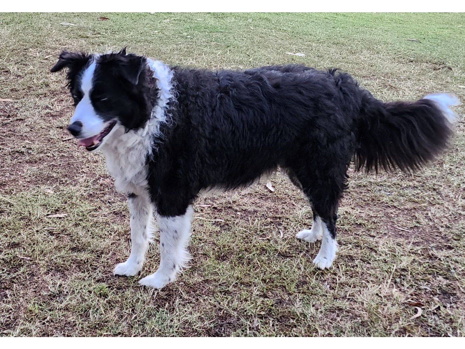 Turned our 10 year old border collie back into a young buck