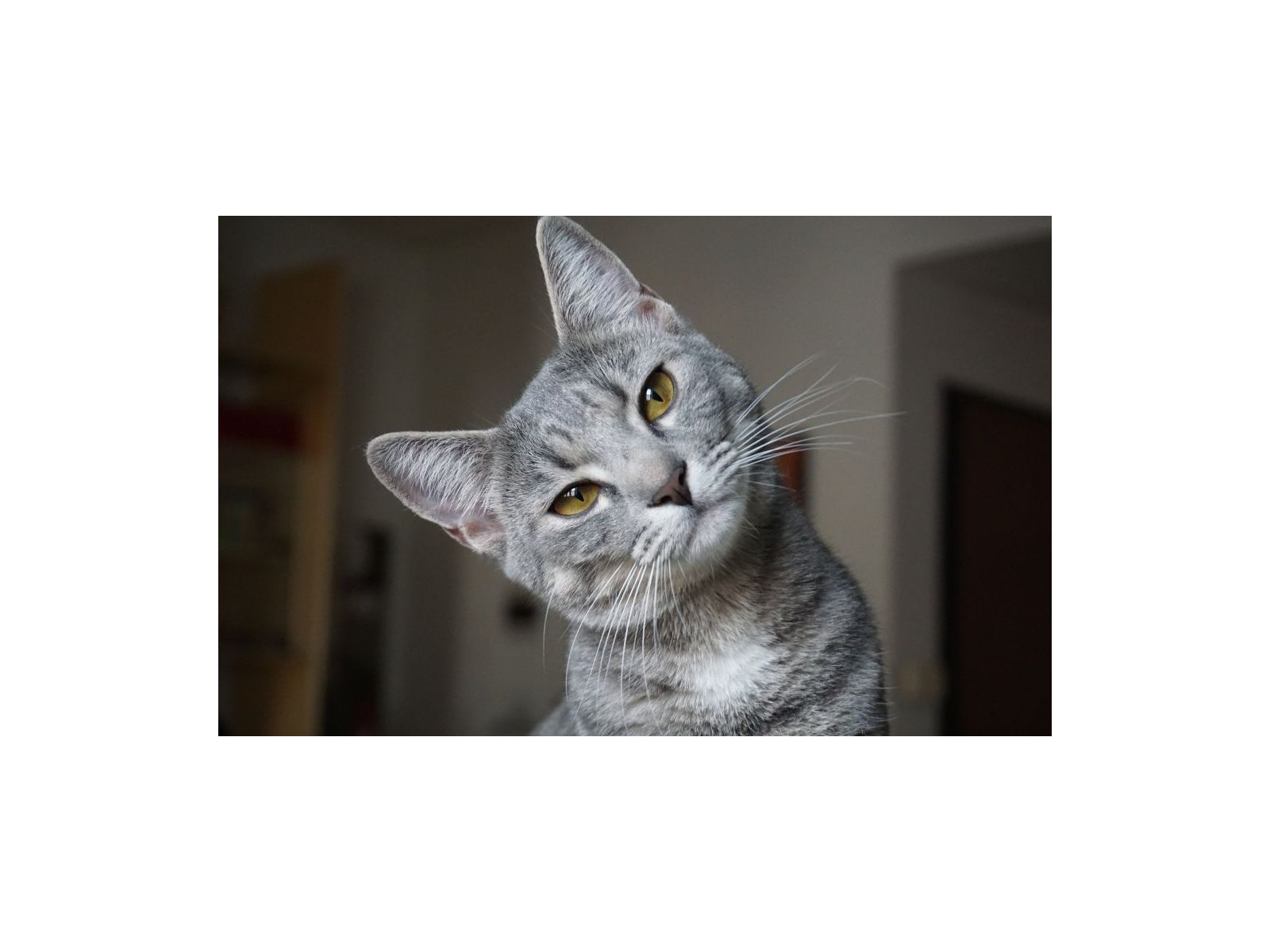 McDowells has helped my cat with several issues