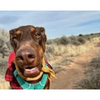 Dogestive blend working wonders