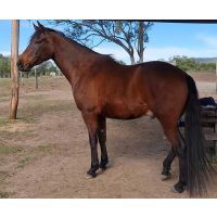 Spanish gelding, Armani, is a completely different horse!