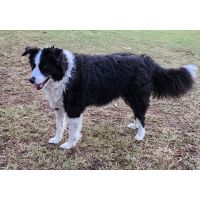 Turned our 10 year old border collie back into a young buck