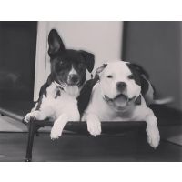 Harley, the staffy, back to his robust self after MMM