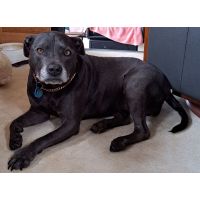 Jaci the staffy reduced tumour size