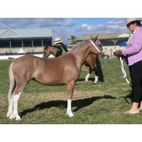 Rosie's paralysis tick