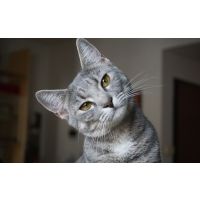 McDowells has helped my cat with several issues