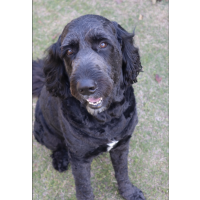 Our groodle started having seizures