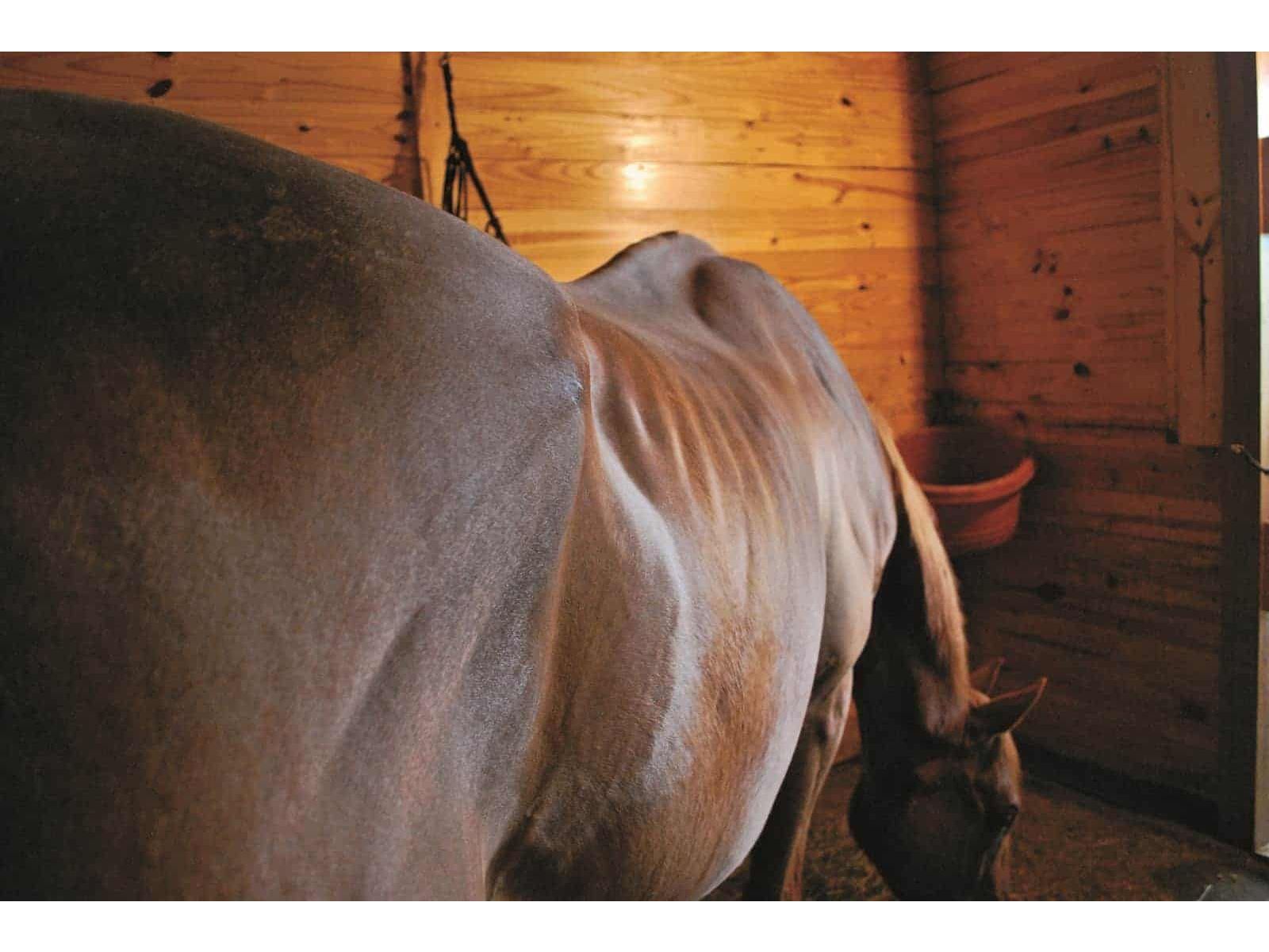 The heavy on helping your senior horse gain weight