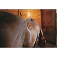 The heavy on helping your senior horse gain weight