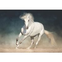 Understanding equine oedema and inflammation