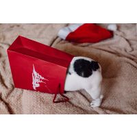 Celebrating Christmas with Pets