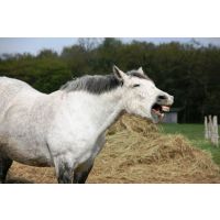 Supporting horses with Seasonal Respiratory Sensitivity