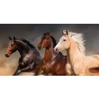 Keeping you and your horse in vibrant good health