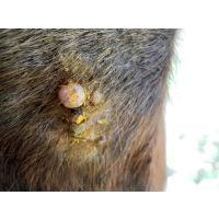 Understanding and treating warts on horses – A holistic guide