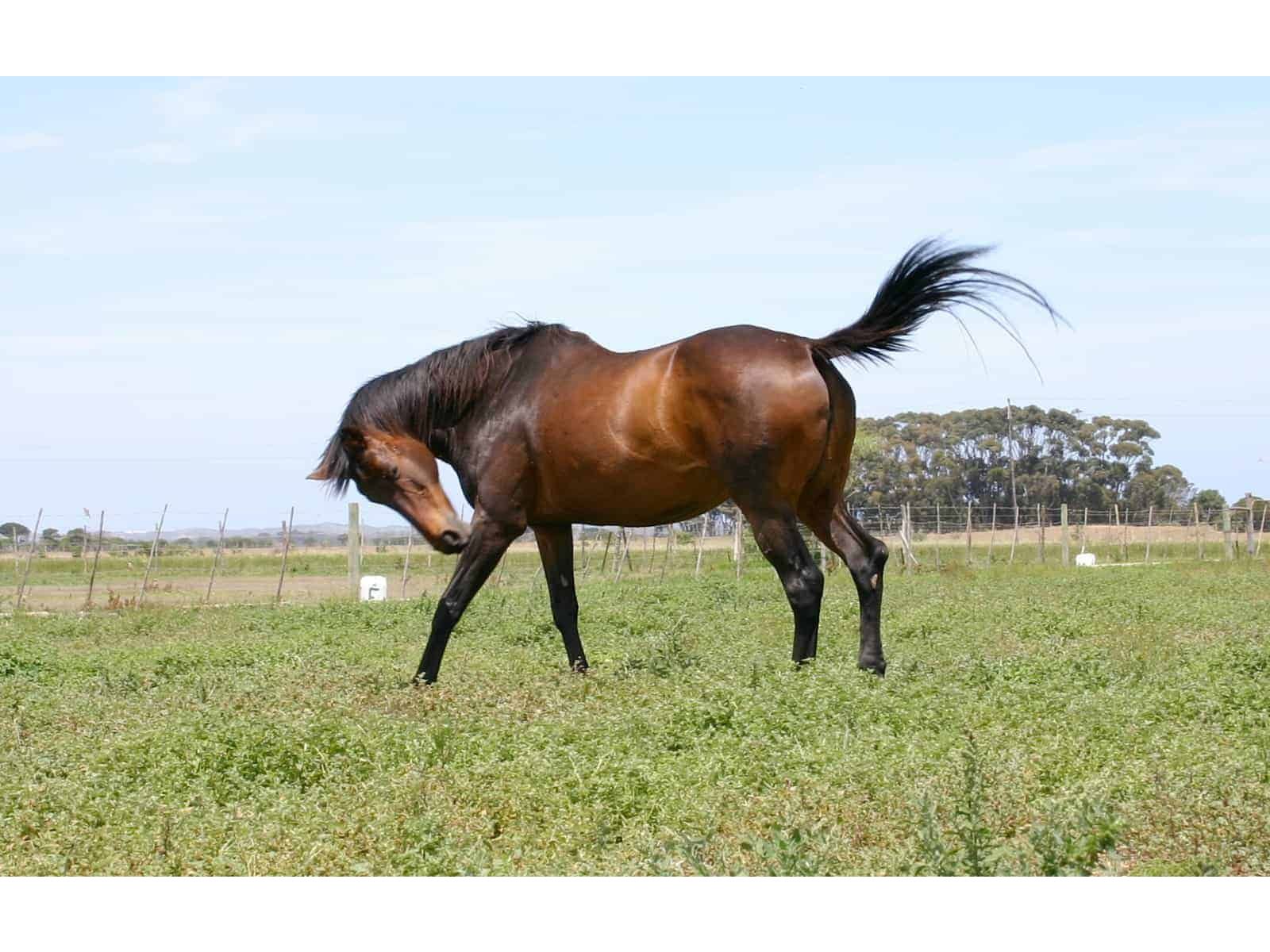 Cushings and Metabolic Syndrome in horses 