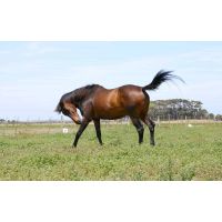 Cushings and Metabolic Syndrome in horses 