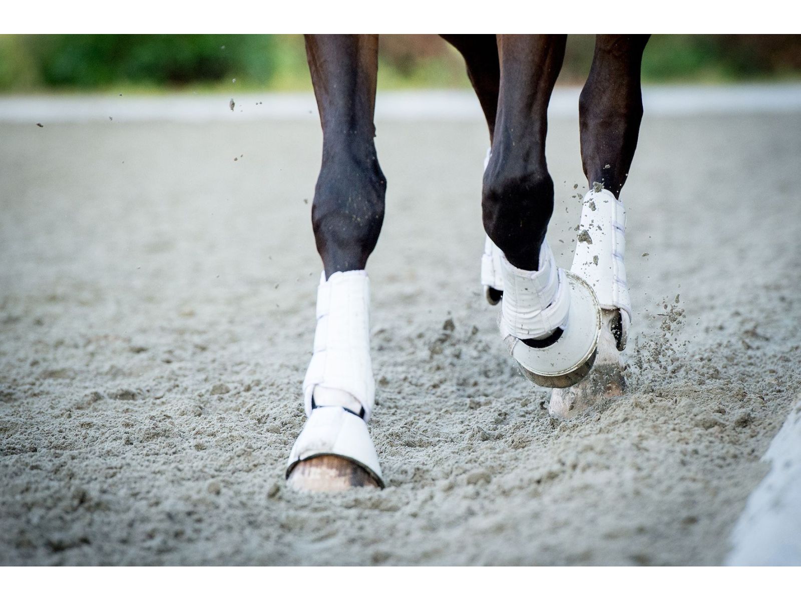 Ringbone in Horses: A holistic approach to bone health
