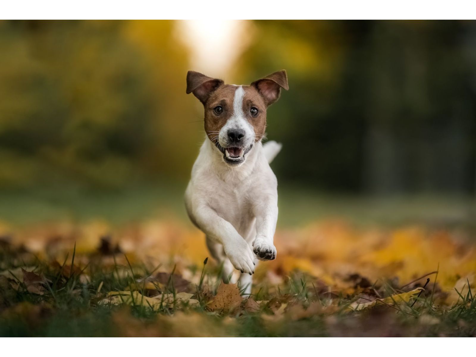 Most common signs of joint pain in dogs