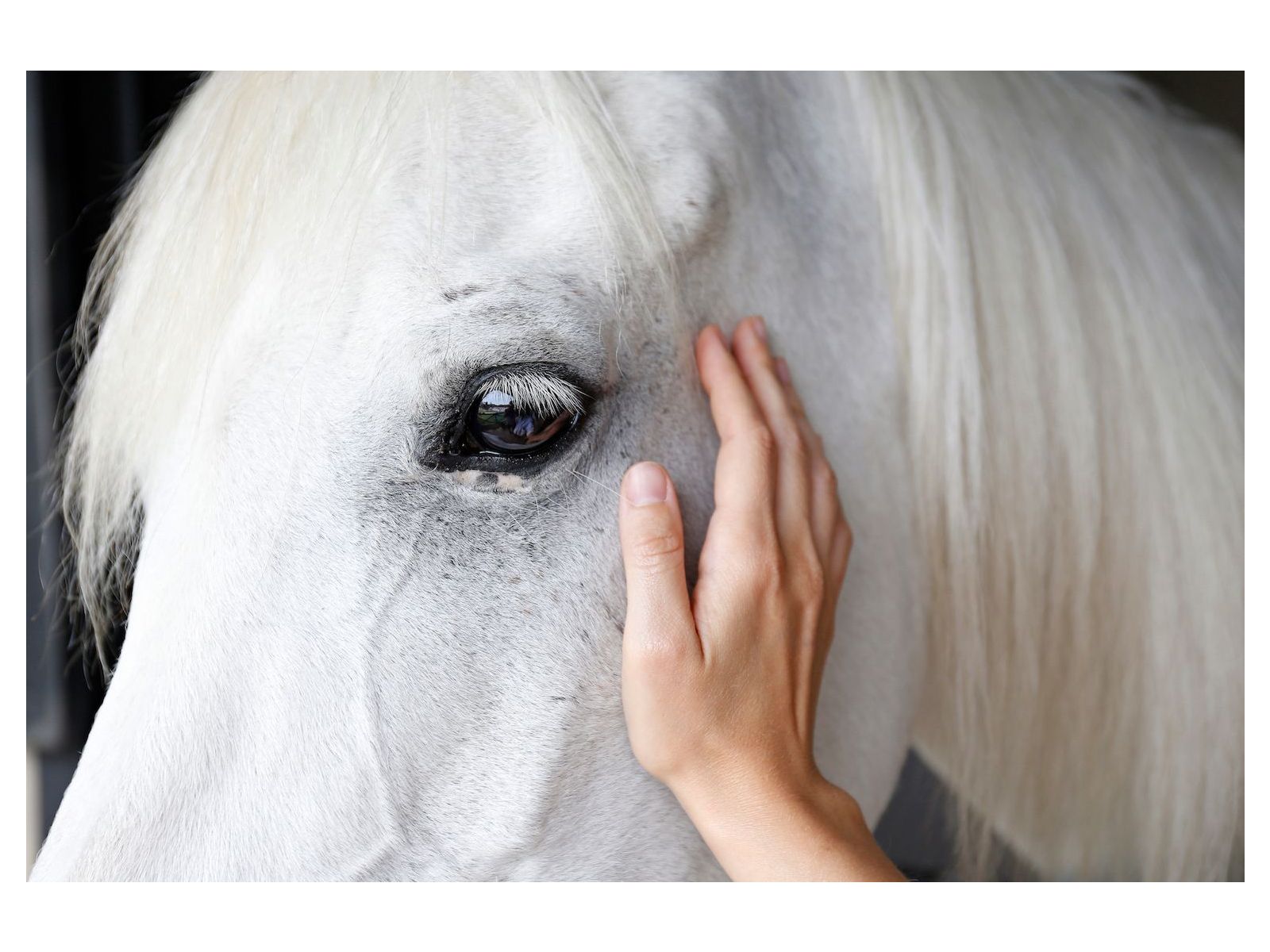  Poulticing your horse: Nature's Time-Tested Remedy