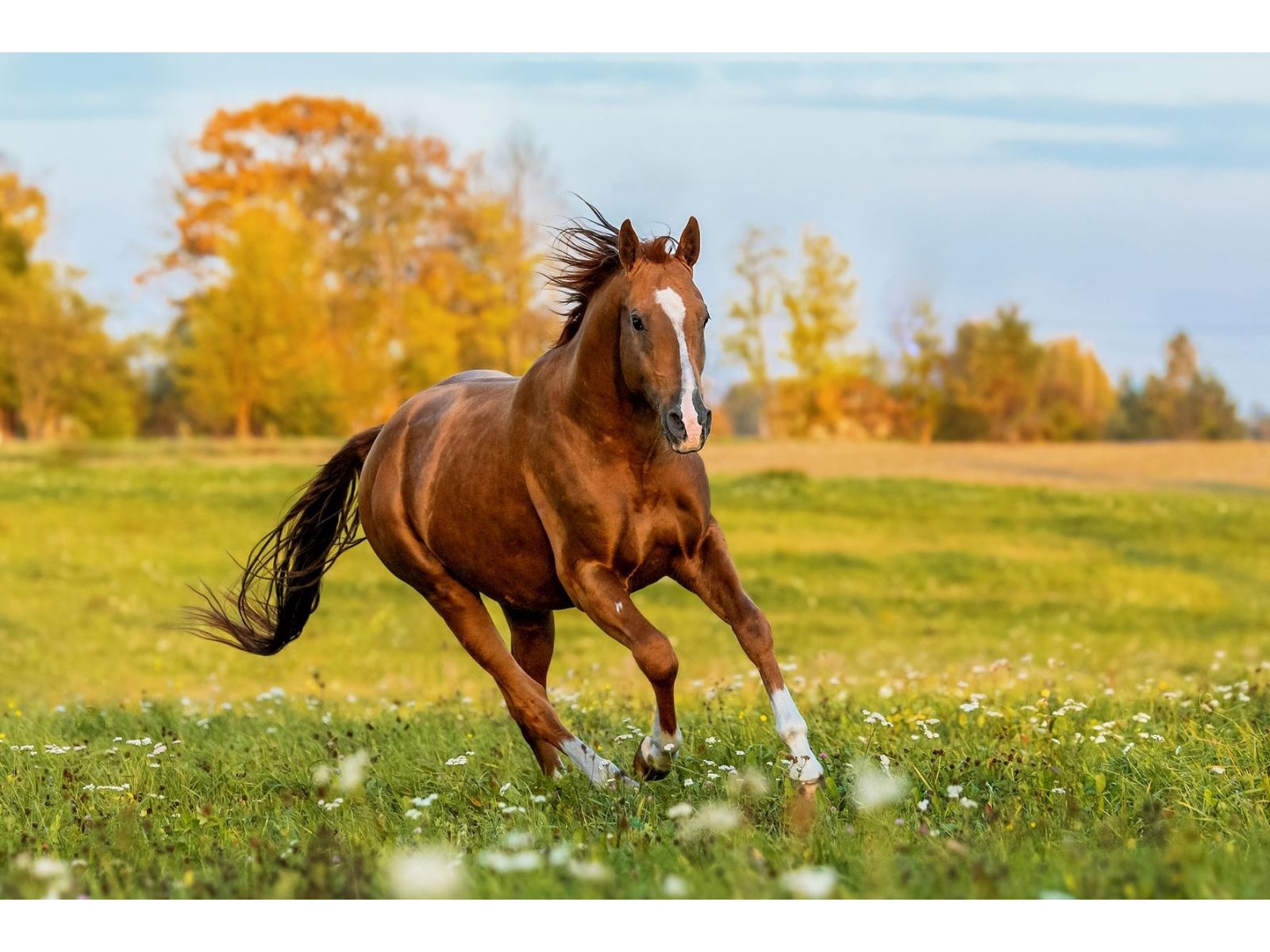 Degenerative Suspensory Ligament Desmitis in horses