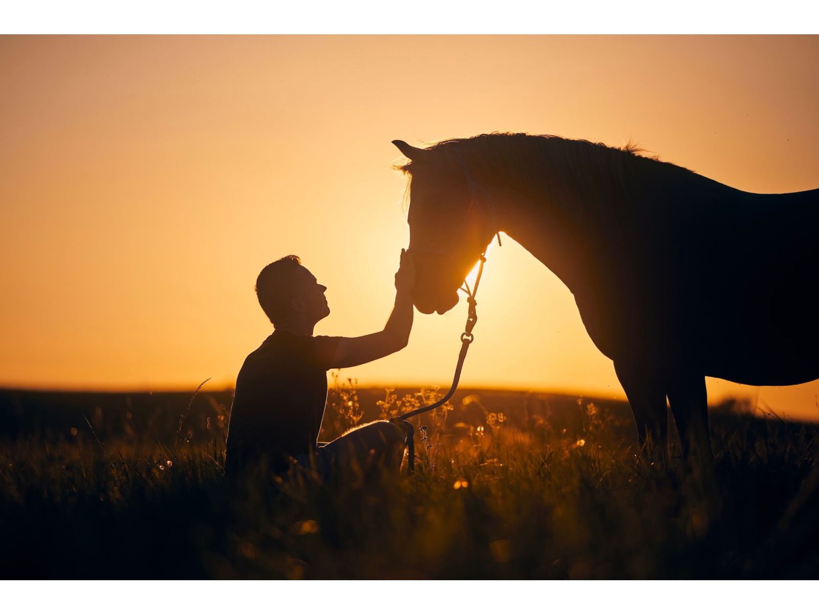 Why is my horse eating dirt or manure? A look at unusual eating habits in horses
