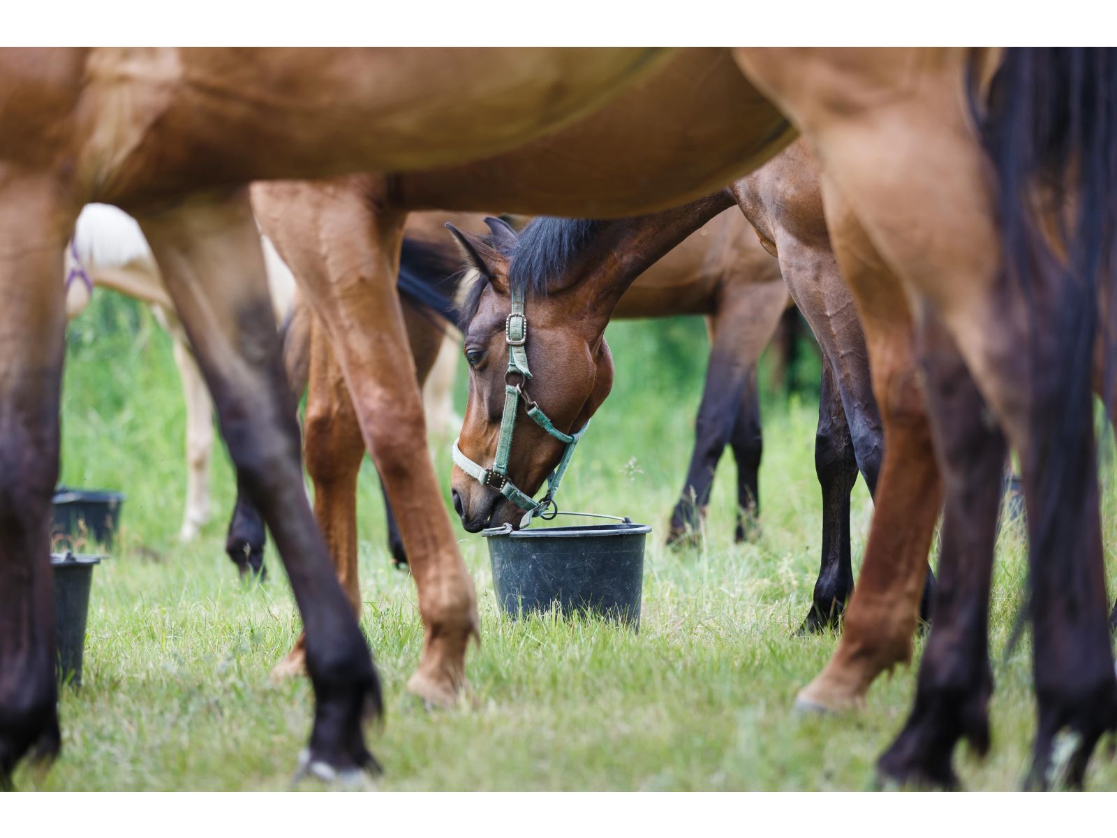 Good Guts - common questions and answers about the equine microbiome