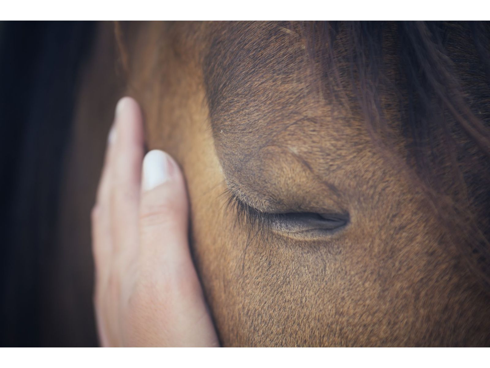 Are Mycotoxins a Real Threat for Horses?