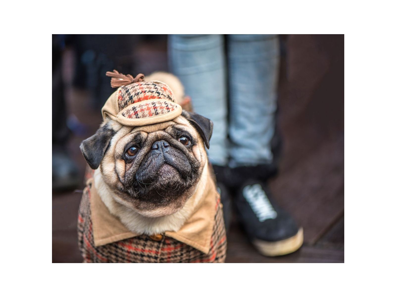 Roaming with Rover: Tips and tricks for travelling with dogs