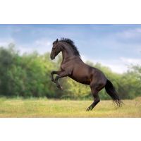 The McDowells approach to laminitis