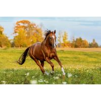 Degenerative Suspensory Ligament Desmitis in horses